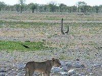 Mud Maps Africa Namibia 0679.JPG
